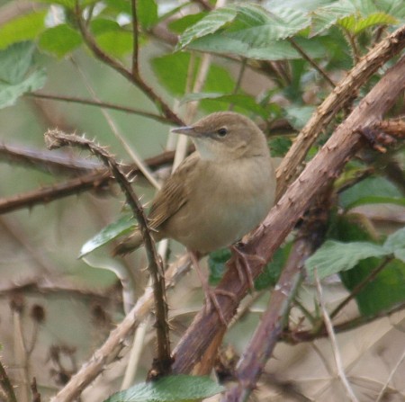GRASSHOPPER WARBLER